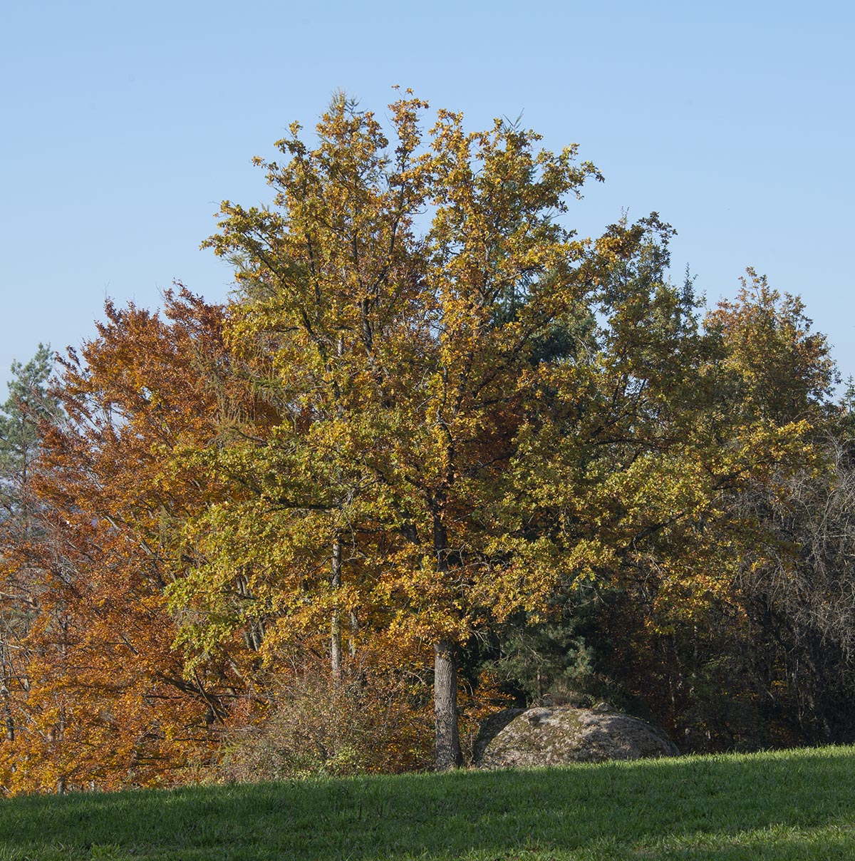 Quercus robur